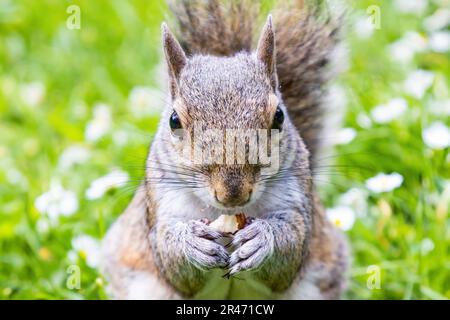 Uno scoiattolo grigio (Sciurus carolinensis) mangiare una mandorla e guardare alla macchina fotografica Foto Stock