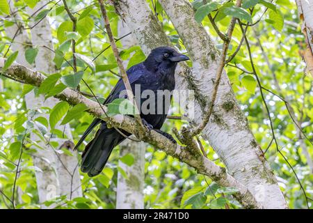 Raven settentrionale (Corvus corax) arroccato in un albero di ramo Foto Stock