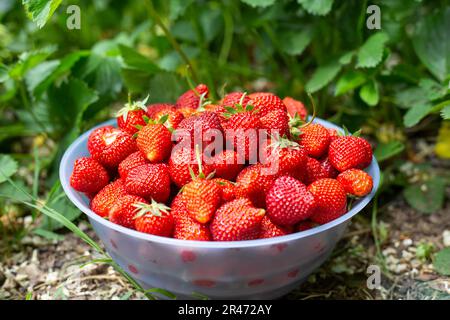 Una ciotola piena di fragole rosse mature nel giardino accanto ai cespugli di fragole. Foto Stock