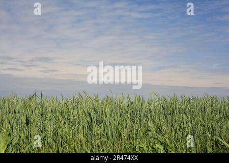 Spighe di grano non ancora mature in un campo sotto un cielo nuvoloso nella campagna italiana Foto Stock