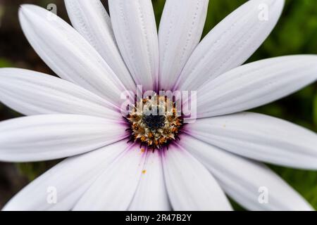 vista dall'alto di un bellissimo osteospermum bianco isolato o di una margherita africana su sfondo scuro Foto Stock