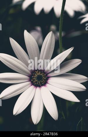 vista dall'alto di un bellissimo osteospermum bianco isolato o di una margherita africana su sfondo scuro Foto Stock