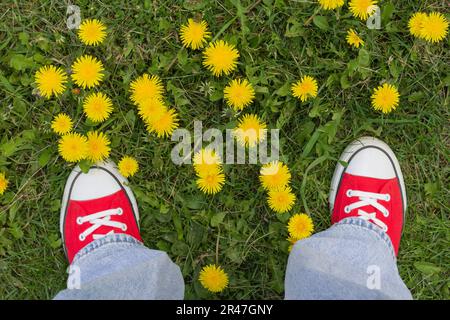 Gambe in sneaker rosse primo piano sull'erba con dente di leone giallo. Foto Stock