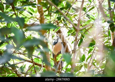 Heron (Cochlearius cochlearius) in barca tra il ramo si trova tra i rami degli alberi. Foto Stock