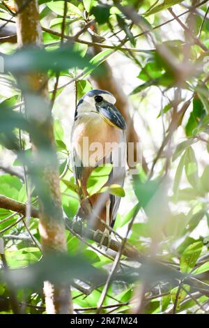 Heron (Cochlearius cochlearius) in barca tra il ramo si trova tra i rami degli alberi. Foto Stock