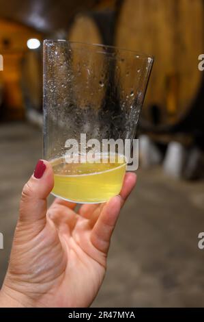 La degustazione del sidro naturale tradizionale asturiano fatto da mele fermentate in botti per diversi mesi va versata da grande altezza, permettendo lo Foto Stock