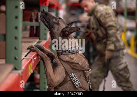 Ffarah, 341st forze di sicurezza Squadron cane militare di lavoro, indica la direzione di una bomba nascosta durante l'addestramento di rilevamento alla base dell'aeronautica di Malmstrom, Month., 24 gennaio 2023. I cani di rivelazione di bomba possono odorare una varietà di prodotti chimici perché K-9 le abilità olfattive sono 10.000 volte più grandi di quelle di un essere umano, che li rende estremamente affidabili strumenti di rivelazione per i militari. Foto Stock