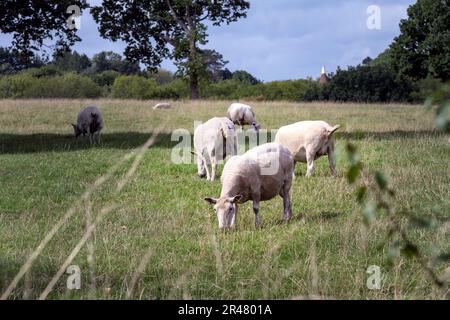 Shorn pecora in un campo a Wealden, Inghilterra sudorientale Foto Stock