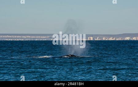 Balena destra nella penisola di Valdes, Patagonia, Argentina. Foto Stock