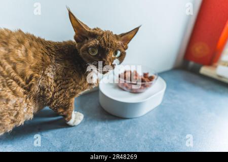 Brown Devon rex gatto mangiare il suo pasto speciale e guardare alla macchina fotografica. Foto di alta qualità Foto Stock