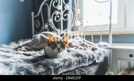 super carino gatto Devon rex poggiare sul letto e guardare dritto la macchina fotografica. Foto di alta qualità Foto Stock