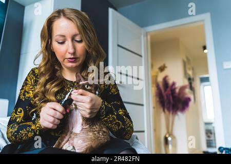 Proprietario di cura che taglia gli artigli di gatto di Devon rex a casa, concetto di cura degli animali domestici. Foto di alta qualità Foto Stock