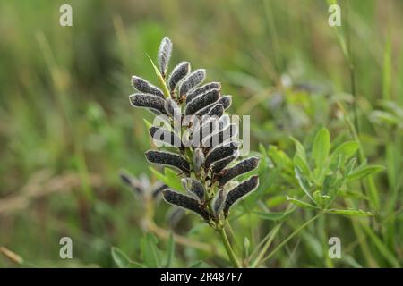 Semi di lupino a lievitazione stretta, pianta di lupino che produce semi Foto Stock