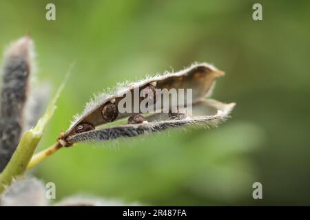 Semi di lupino a lievitazione stretta, lupinus angustifolius, lupino pianta che produce semi Foto Stock