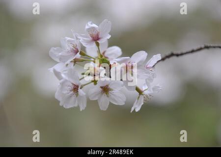Un gruppo di belle sakura o fiori di ciliegia in fiore nel sole primaverile a Sakunami, Giappone. Foto Stock