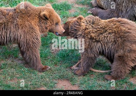 Un adorabile momento di due orsi bruni che giocano sull'erba nel lussureggiante parco naturale di cabarceno, cantabria, spagna Foto Stock