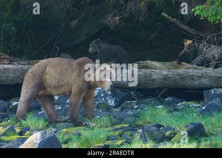 Grizzly sopporta la mamma con due cuccioli (coy) di circa 3-4 mesi che escono dalla foresta in Knight Inlet, territorio delle prime Nazioni, territori tradizionali di Foto Stock