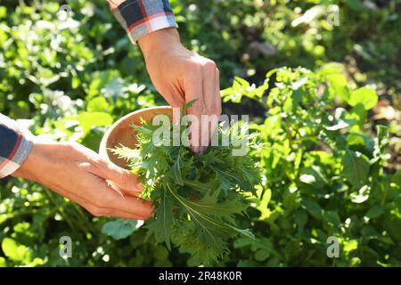 Donna raccolta fresca mizuna foglie all'aperto il giorno di sole, primo piano Foto Stock