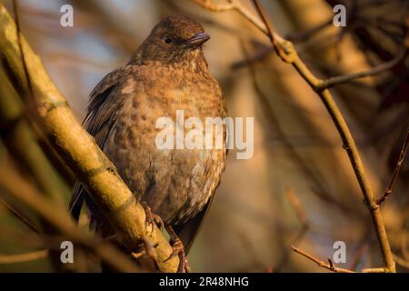 Un Blackbird marrone (Turdus merula) su un ramo di albero in un ambiente lussureggiante foresta Foto Stock