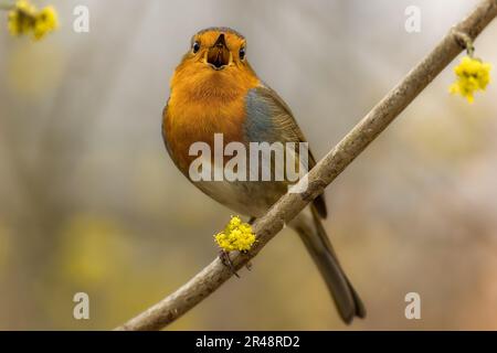 Un piccolo uccello robino arroccato su un sottile ramo d'albero, le sue piume ruffate dal vento Foto Stock