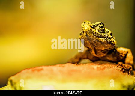 Un primo piano di una lucertola verde su una superficie di legno Foto Stock