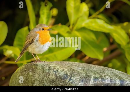 Un ladino europeo che si aggirava sulla roccia Foto Stock