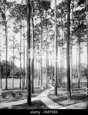 Pines at the College Arms Hotel, De Land, Fla., c1904. Foto Stock