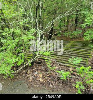 Vecchio, abbandonato ponte di legno su un piccolo torrente, fuori nel bosco Foto Stock