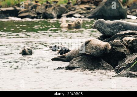 Un gruppo di foche che riposano al sole su una costa rocciosa, rilassandosi tranquillamente nelle acque poco profonde Foto Stock