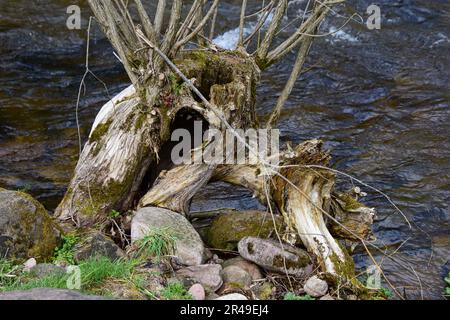 Un maestoso tronco d'albero sorge orgogliosamente lungo una tranquilla riva del fiume, circondato da grandi rocce testurizzate Foto Stock