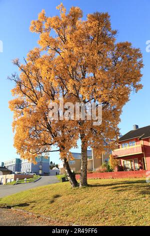 Un albero alto con il fogliame autunnale luminoso si trova in un campo aperto di fronte ad una casa. Foto Stock