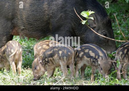 Cinghiale (Sus scrofa) semina con suinetti, Sai Kung, Hong Kong, Cina Foto Stock