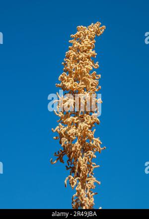 Sydney Australia, dasylirion wheeleri fiore stelo contro il cielo blu Foto Stock