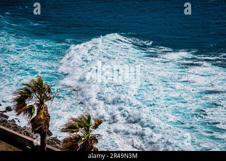 Una maestosa palma si erge alto sullo sfondo di una spiaggia sabbiosa, Madeira, Portogallo Foto Stock