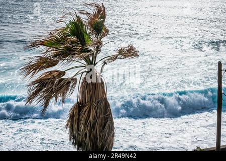 Una maestosa palma si erge alto sullo sfondo di una spiaggia sabbiosa, Madeira, Portogallo Foto Stock