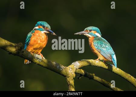 I due Martin pescatori con piume blu vibranti appollaiati su un ramo d'albero Foto Stock