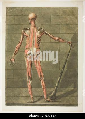 Vista posteriore del muscolo uomo, piastra nove dal corso completo di anatomia, 1773. Foto Stock