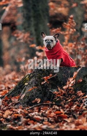 Un adorabile bulldog francese che indossa un caldo maglione rosso, sullo sfondo di un paesaggio autunnale Foto Stock