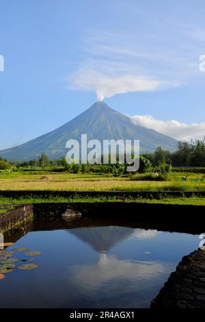 Bellissimo ritratto panoramico del vulcano Mayon con risaia nella provincia di Albay, Filippine con fumo bianco. Foto Stock