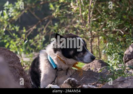 Un adorabile canino bianco e nero si trova in un ambiente all'aperto, arroccato su una macchia di sporcizia vicino ad un albero alto Foto Stock