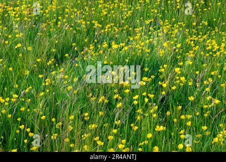Campo di farfalle che crescono in un prato Foto Stock