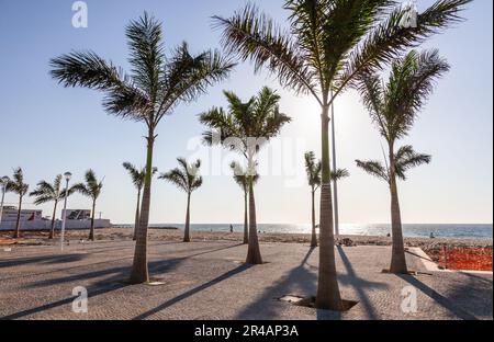 Alberi di palma piantati in una sezione recentemente ristrutturata del lungomare di Luanda, Angola. Foto Stock