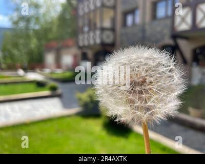 Primo piano di un uomo che tiene un dente di leone appena raccolto con la città sullo sfondo Foto Stock