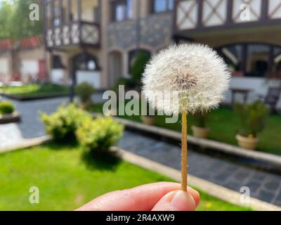 Primo piano di un uomo che tiene un dente di leone appena raccolto con la città sullo sfondo Foto Stock