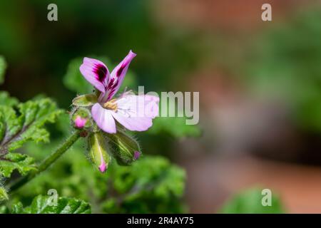 Macrofo di un geranio reale di quercia (pelargonio quercifolium) fiore in fiore Foto Stock