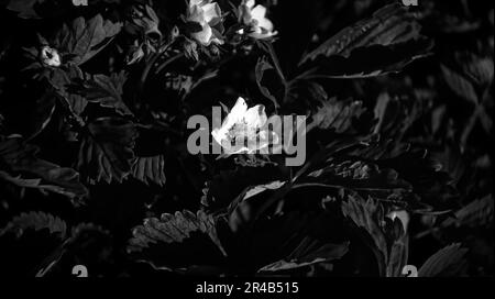 Fiori di fragola in giardino, foto in bianco e nero Foto Stock