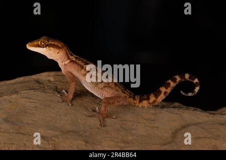 Geco di Stumpff (Paroedura stumpffi), sulla roccia di Ankify, Madagascar settentrionale, Madagascar, Africa orientale Foto Stock