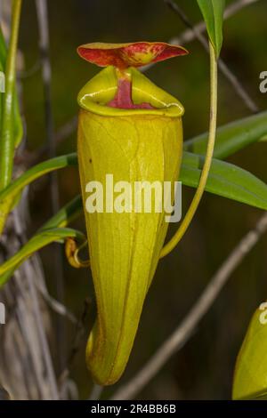 Caraffa da arrampicata di una pianta carnivora (Nepenthes madagascariensis), vicino a Toamasina, Madagascar orientale Foto Stock