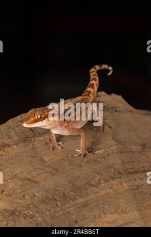 Geco di Stumpff (Paroedura stumpffi), sulla roccia di Ankify, Madagascar settentrionale, Madagascar, Africa orientale Foto Stock