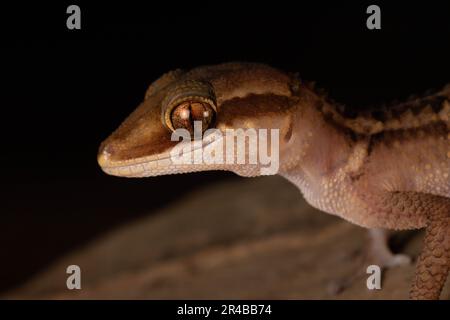 Geco di terra di Stumpff (Paroedura stumpffi), ritratto, su roccia ad Ankify, Madagascar settentrionale, Madagascar, Africa orientale Foto Stock